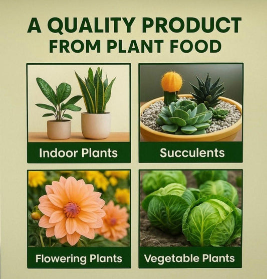 Plant Food Sticks Pack of 1